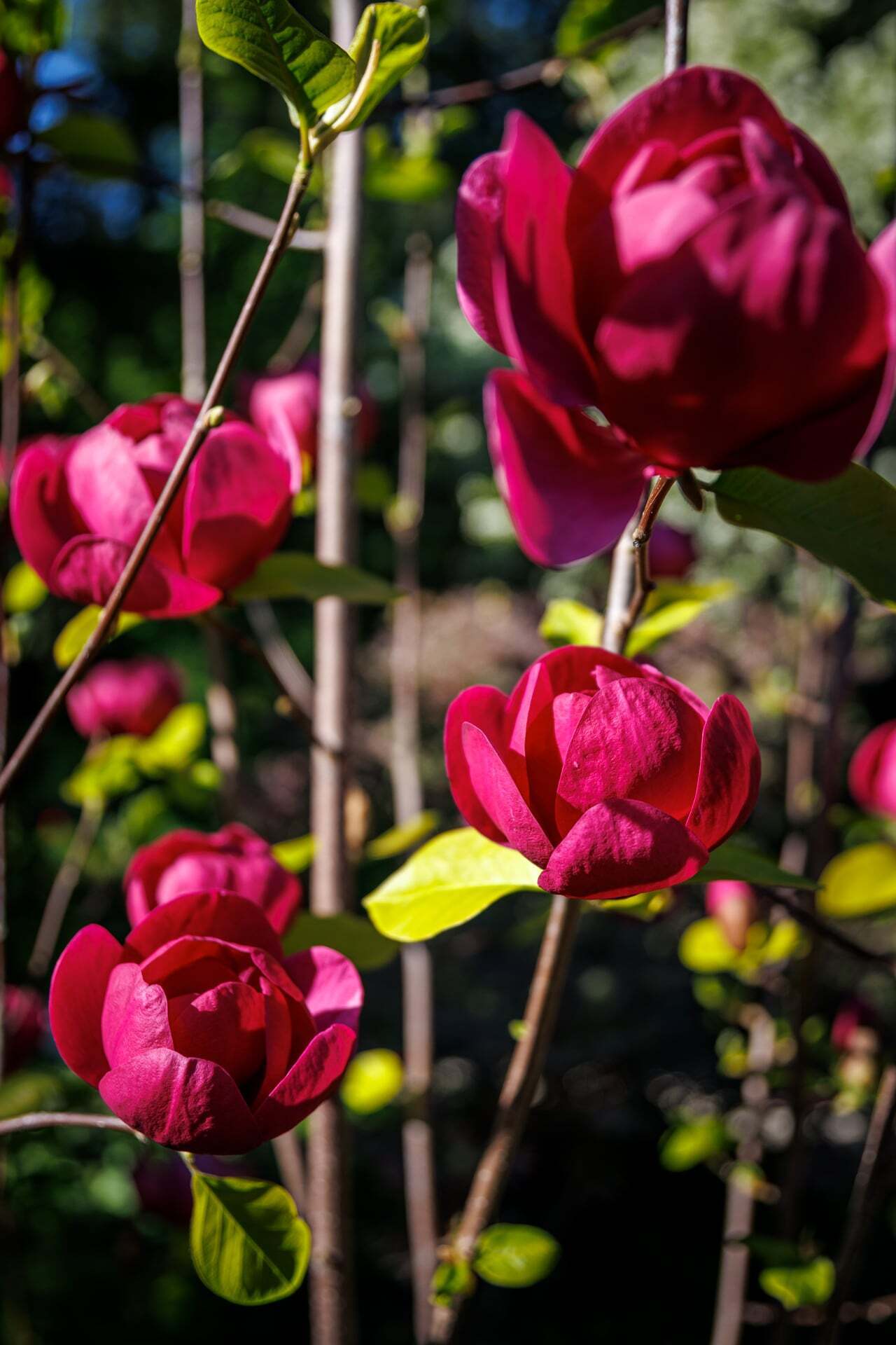 Le jardin de Henček