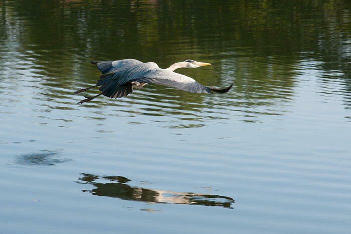 Visite guidée à la découverte des oiseaux aux abords de la chaine des lacs