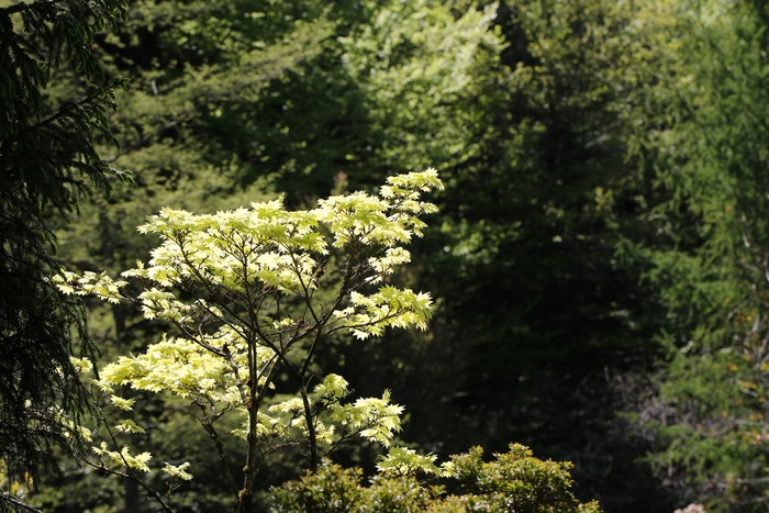 Jardin botanique de Gondremer