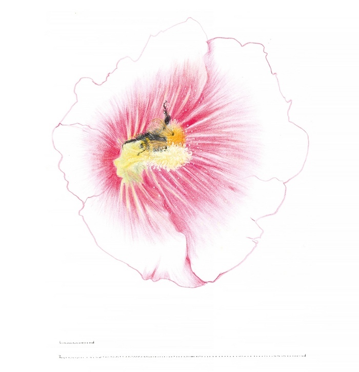 Lise Duclaux, Ces abeilles et ces flores indociles