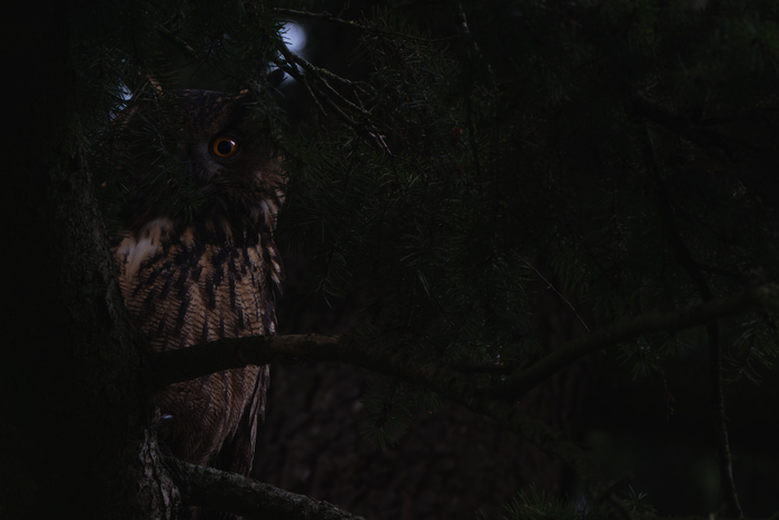 Naturalistic walk: black screen in the woods