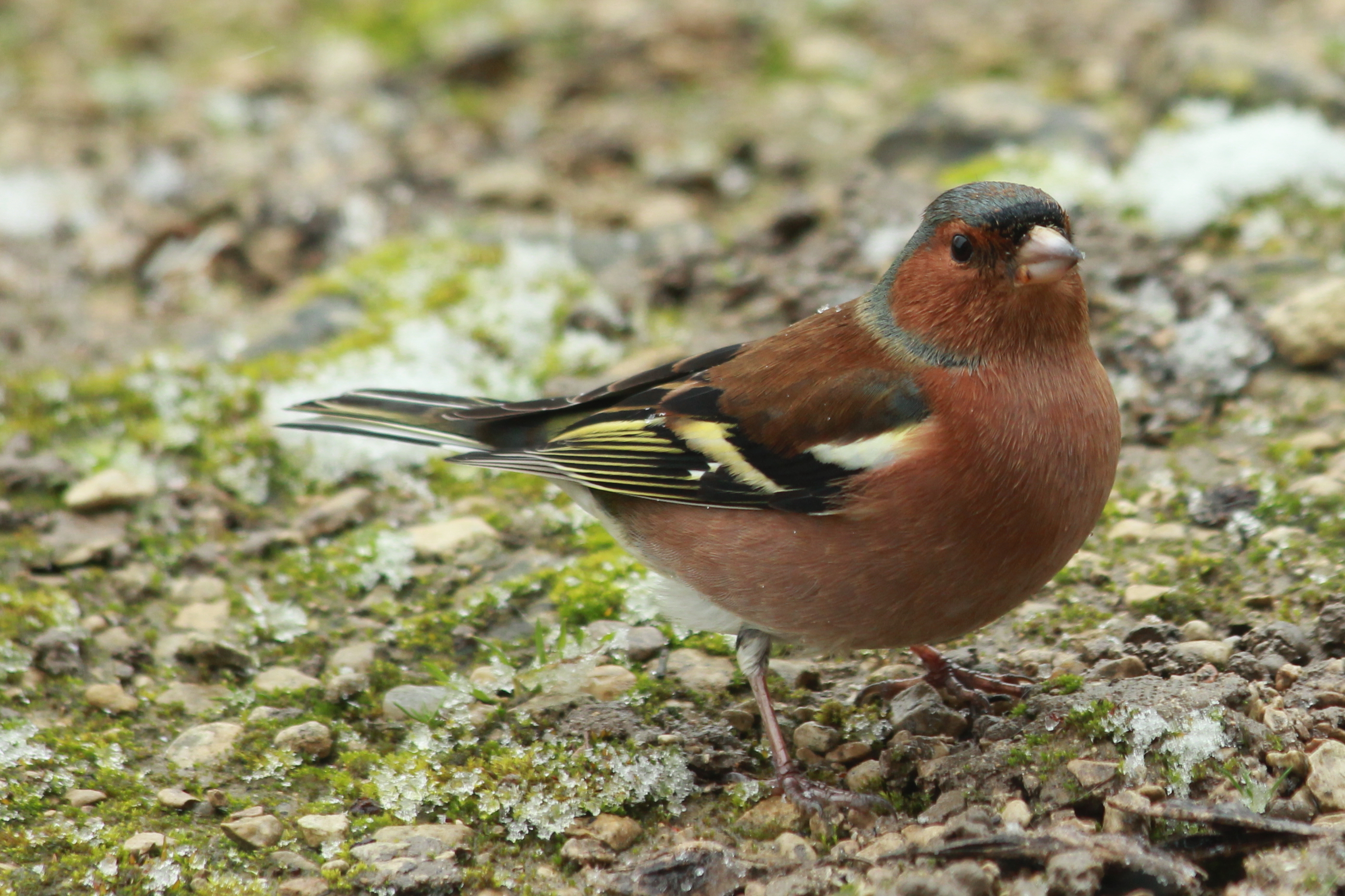 Balade naturaliste au bois du Piple