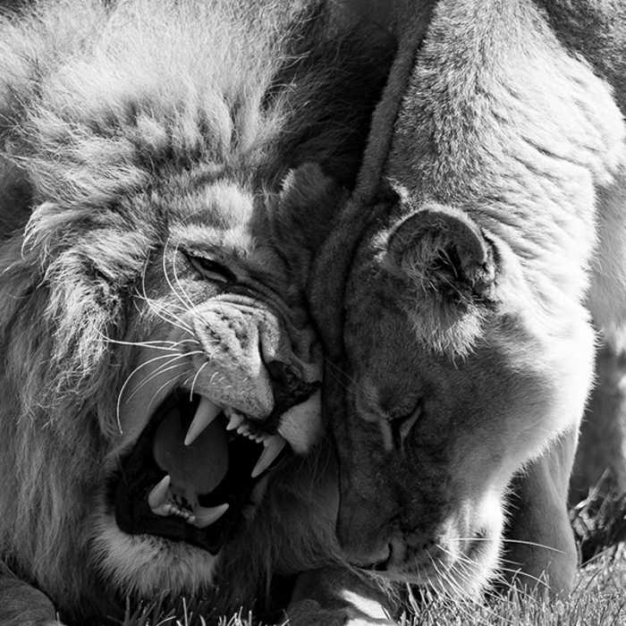 Exposition photos « Âmes Animales » de Audrey Ronse