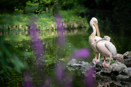 L'aube des oiseaux