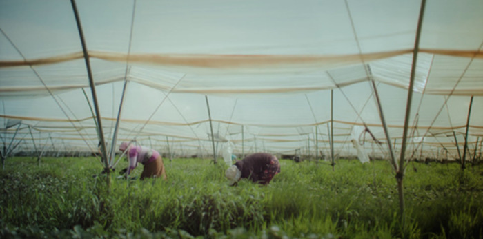 Ciné-débat sur le film documentaire « The Pickers : fruits amers »