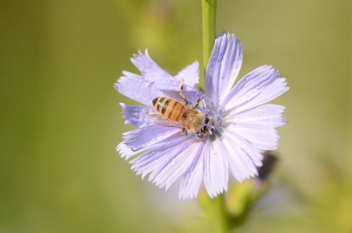 Balade naturaliste : les insectes, champions du monde