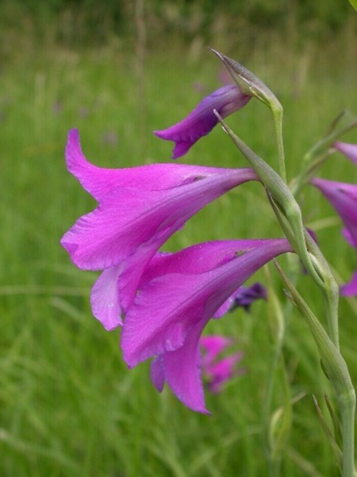 Endangered plants in the Geneva canton (rock garden)