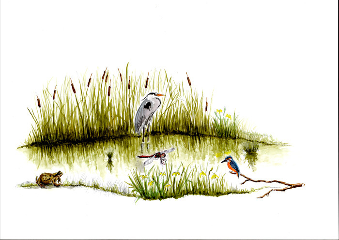 Balade naturaliste : "À l’assaut des mares"