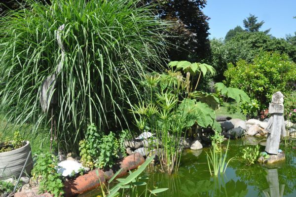 Visite découverte du jardin