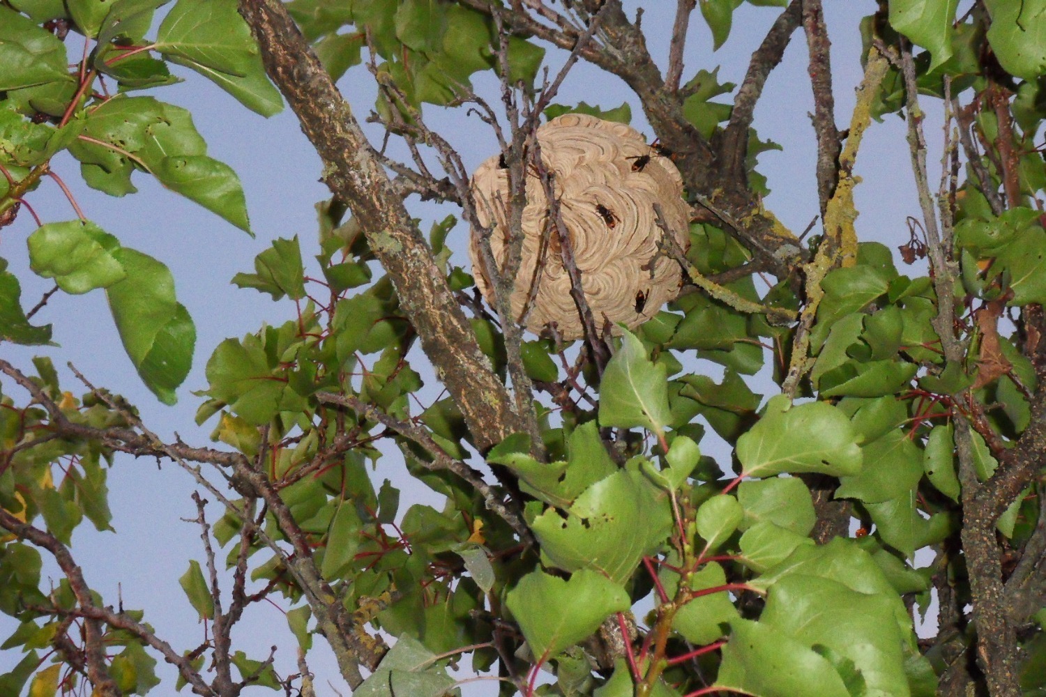Frelons asiatiques : distribution de pièges