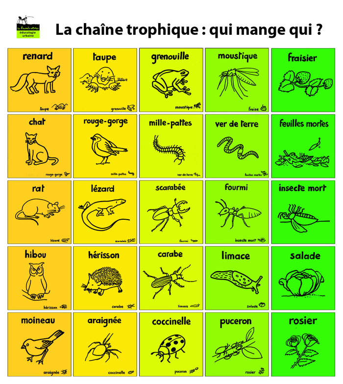 A la découverte du monde des petites bêtes qui vivent dans les arbres, dans l'herbe, sous la terre de ce parc où tu viens jouer et te promener. Comment vivent-ils ? Que mangent-ils ?