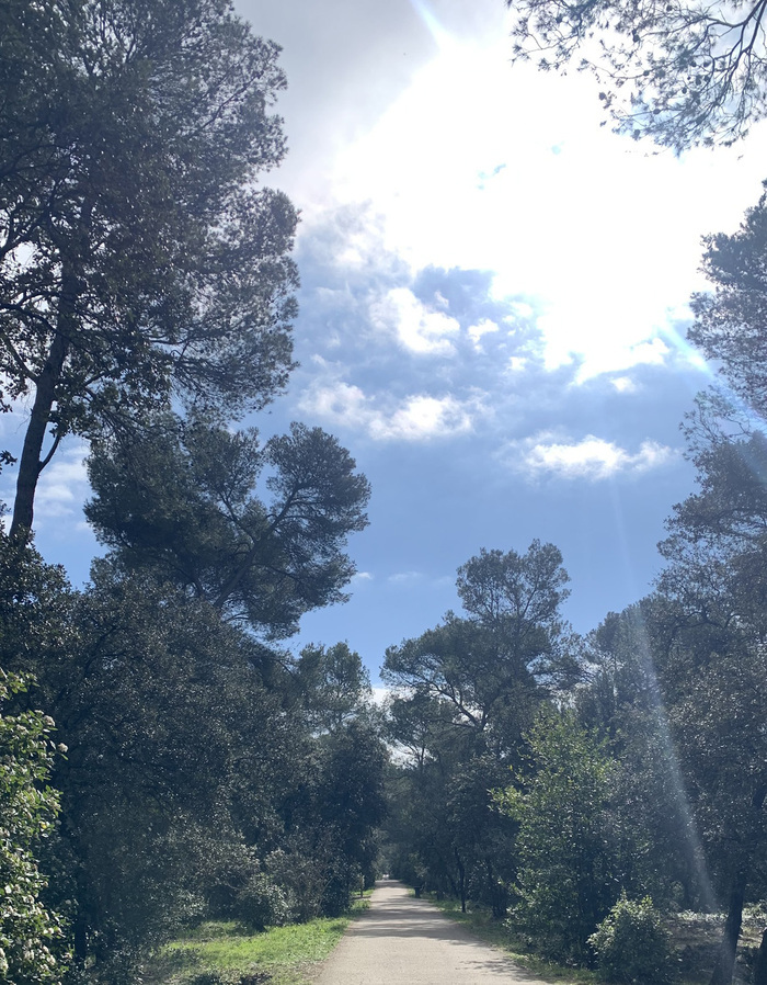 Bois de Montmaur