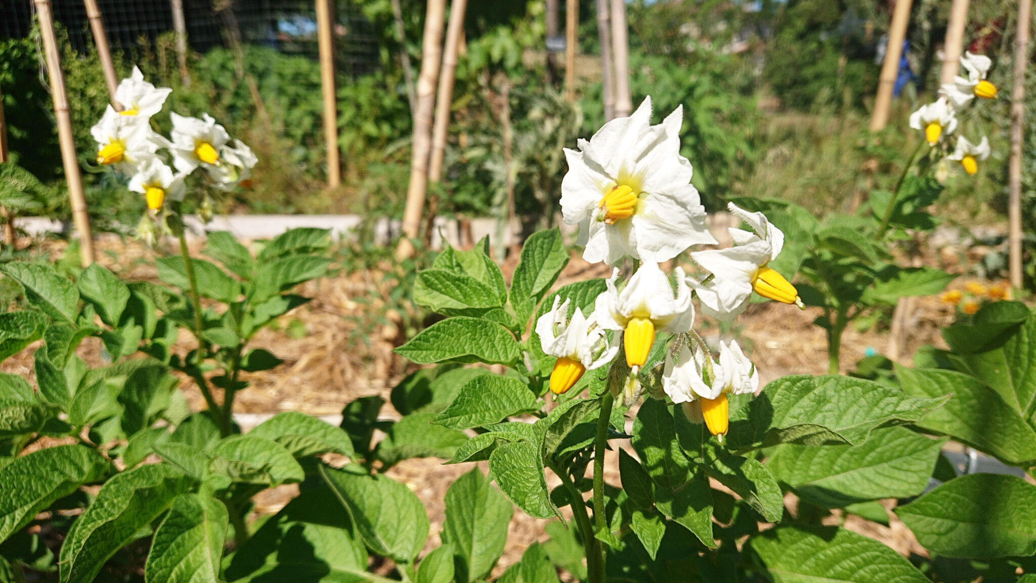 Atelier « biodiversité » au jardin pédagogique des Violettes