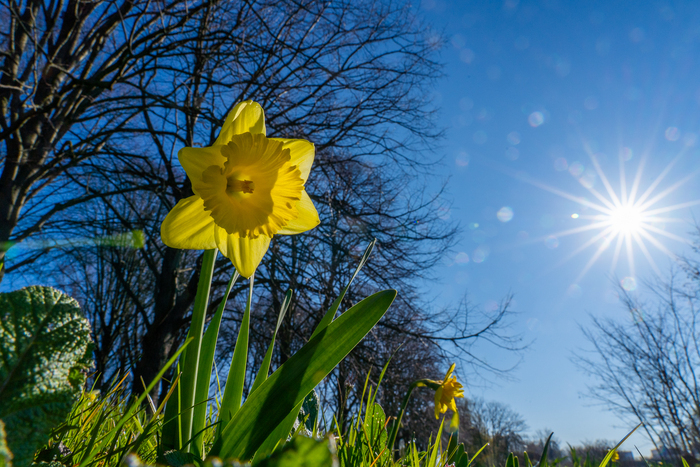 Palette de fleurs et de plumes