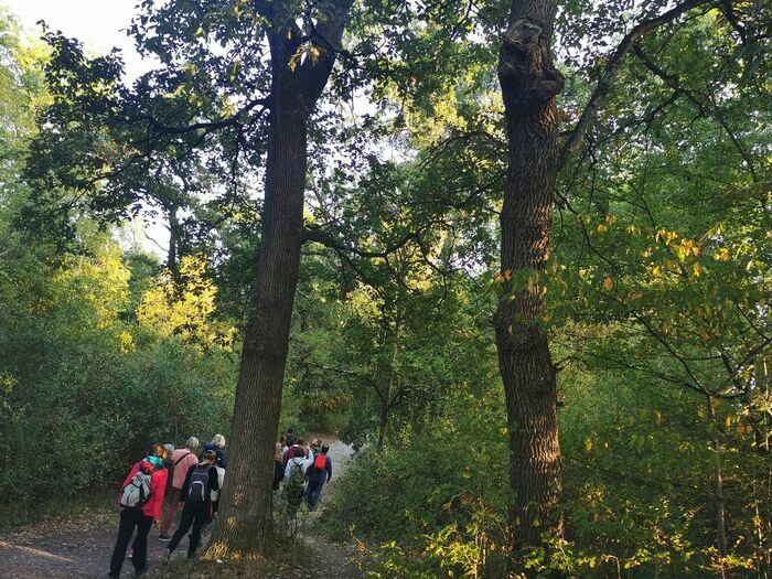 L’arbre et ses habitants