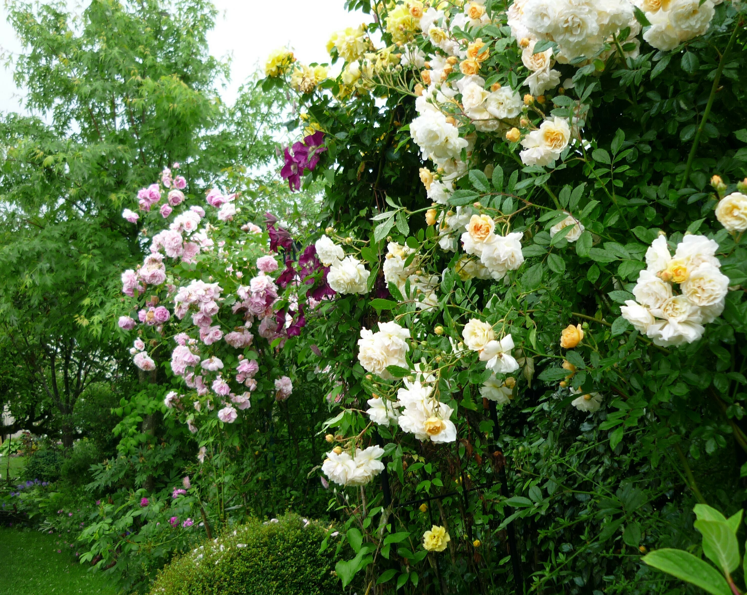 Découverte d'un jardin parfumé