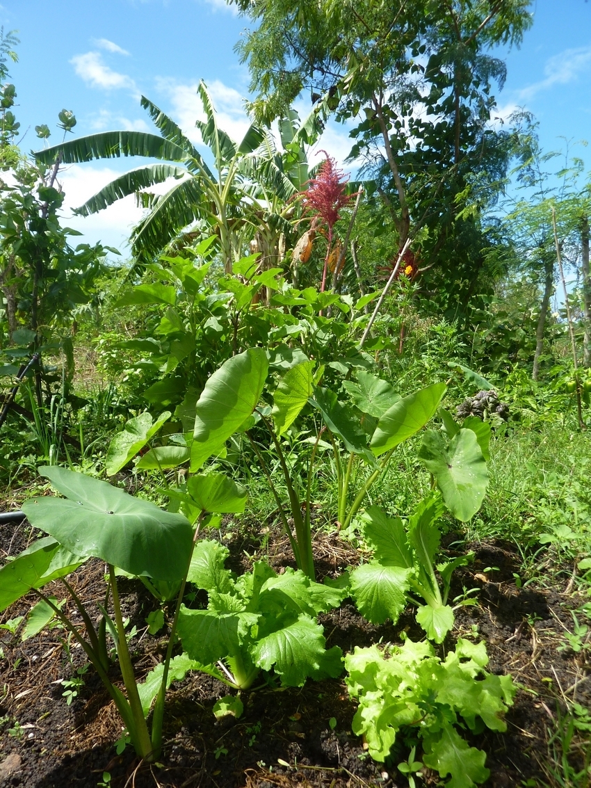 Jardin Extrabiordinaire - Découvrir la biodiversité au travers du Jardin Créole