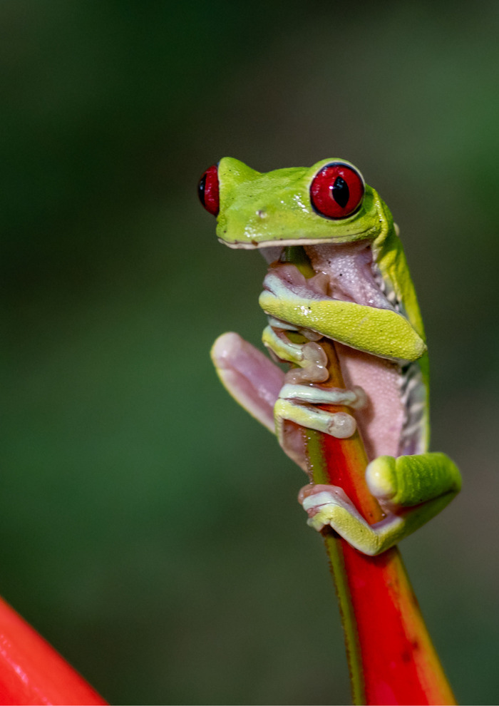 Observation of frogs outing