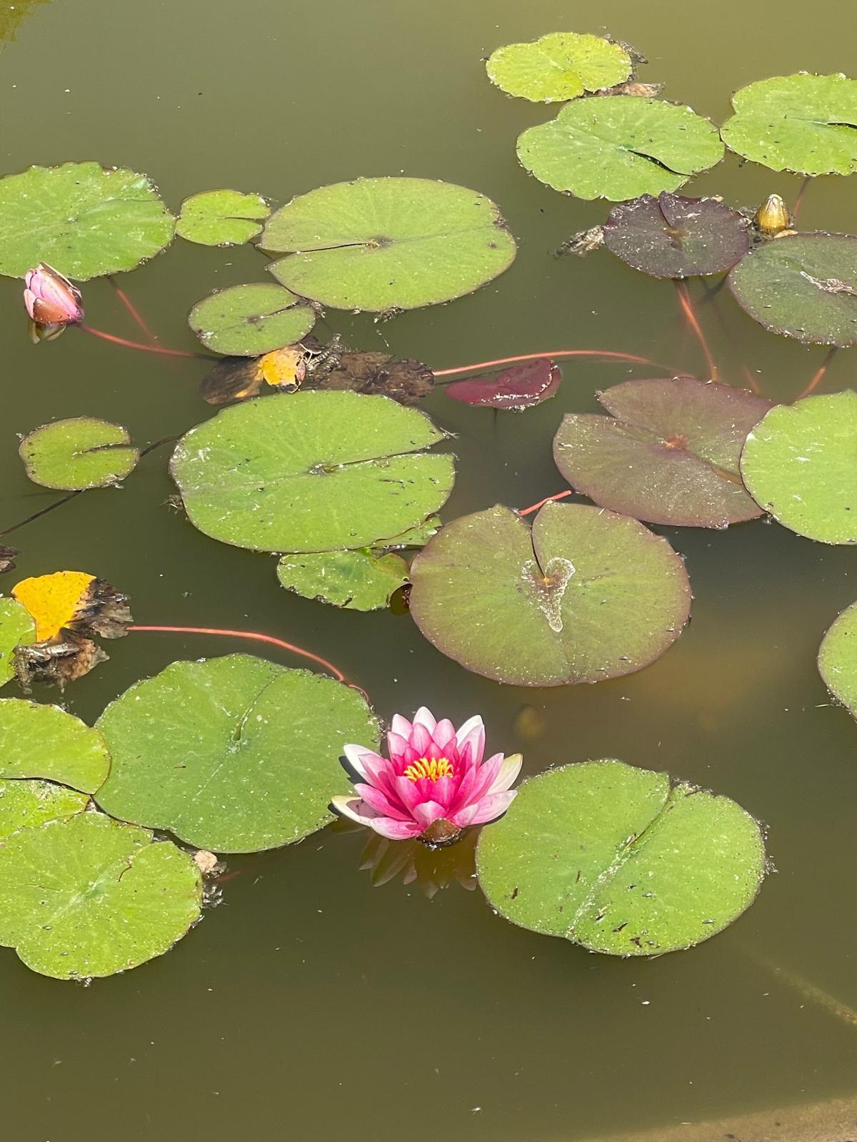 Visite à la découverte du jardin botanique