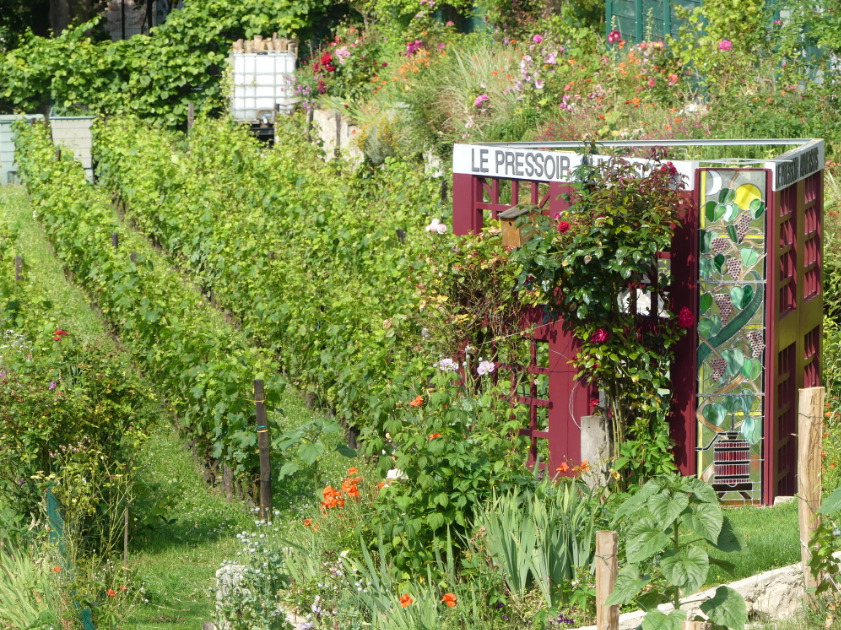 Visite des Vignes du Pressoir Auversois