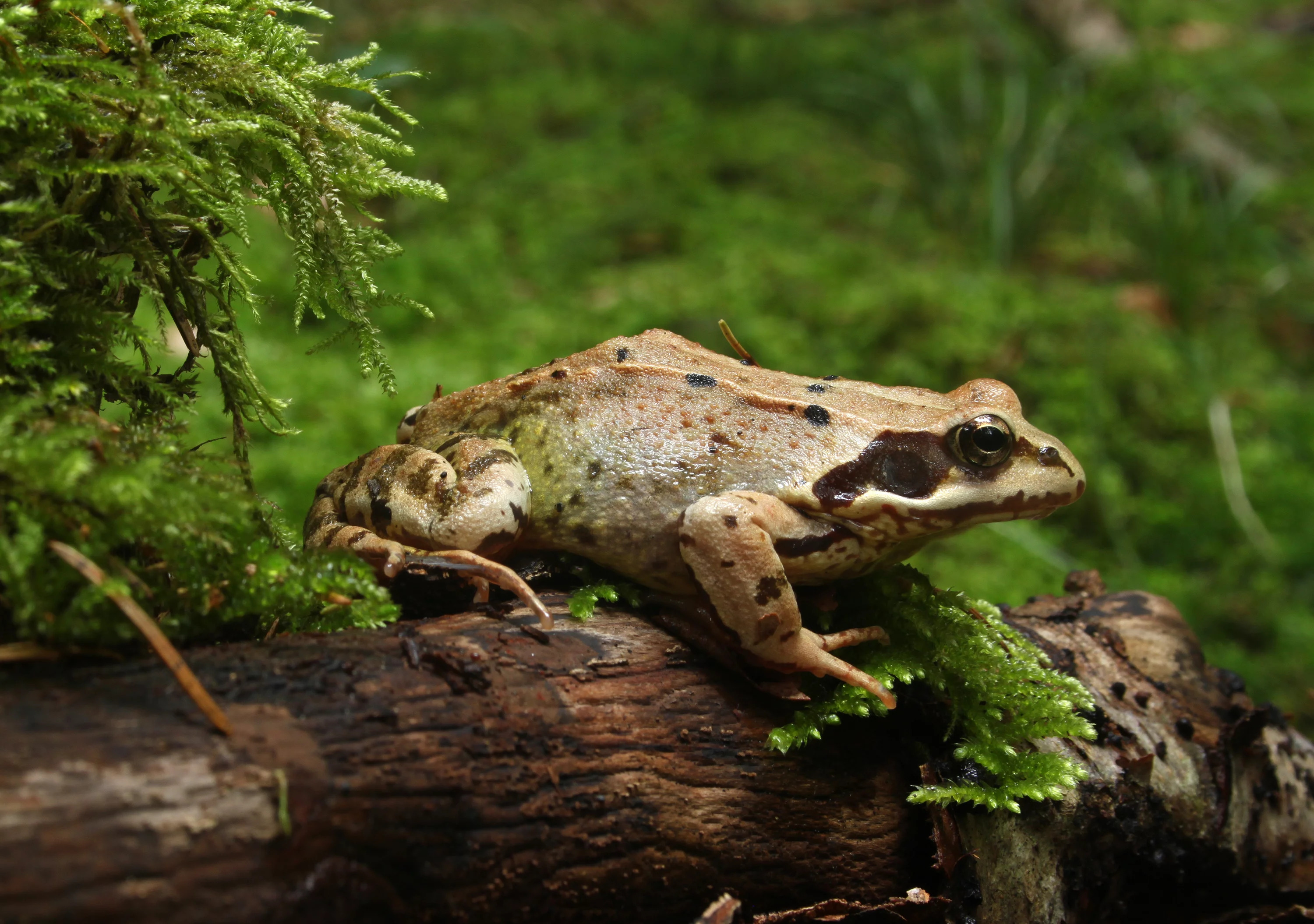 Faune sauvage du parc : mares, bassins et prairies
