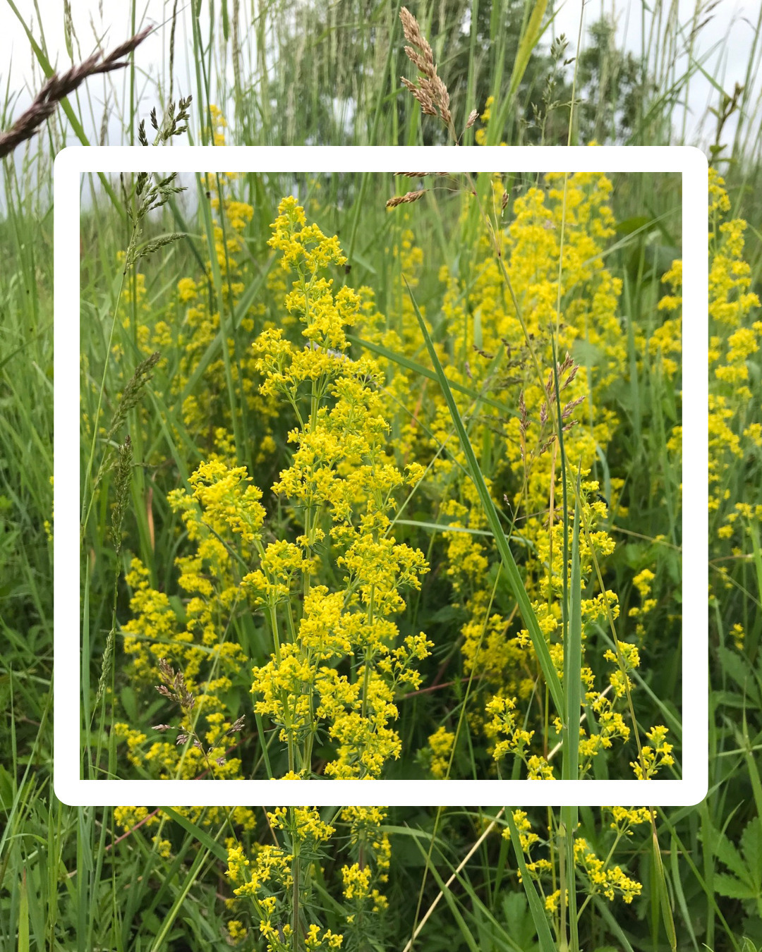 Stage Jardin Vivant - Soigner les Plantes Avec les Plantes