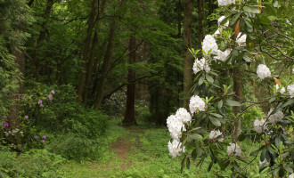 Arboretum forestier de Kysihýbel