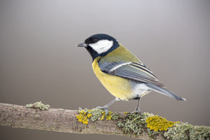 Entendre et observer les oiseaux