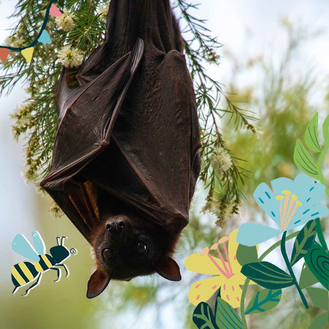 ATELIER DE SENSIBILISATION AUX CHAUVES-SOURIS, par Nature Environnement 17