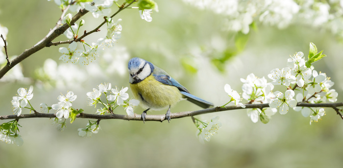 L'aube des oiseaux