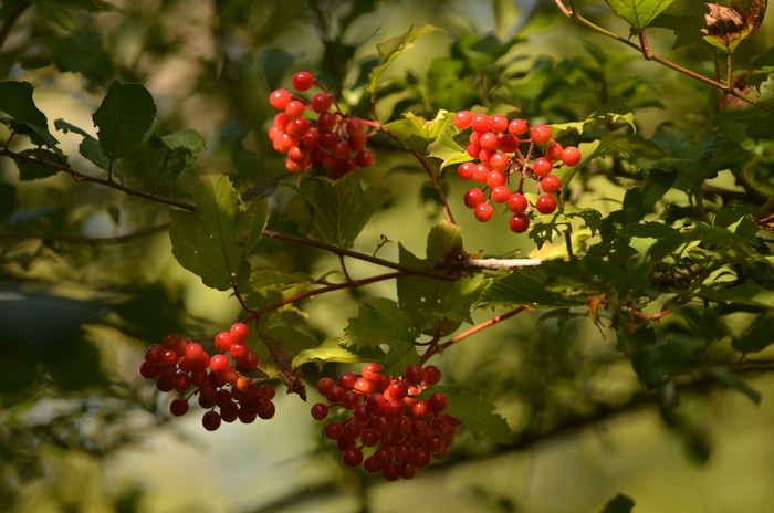 Balade naturaliste : l'eau à la bouche