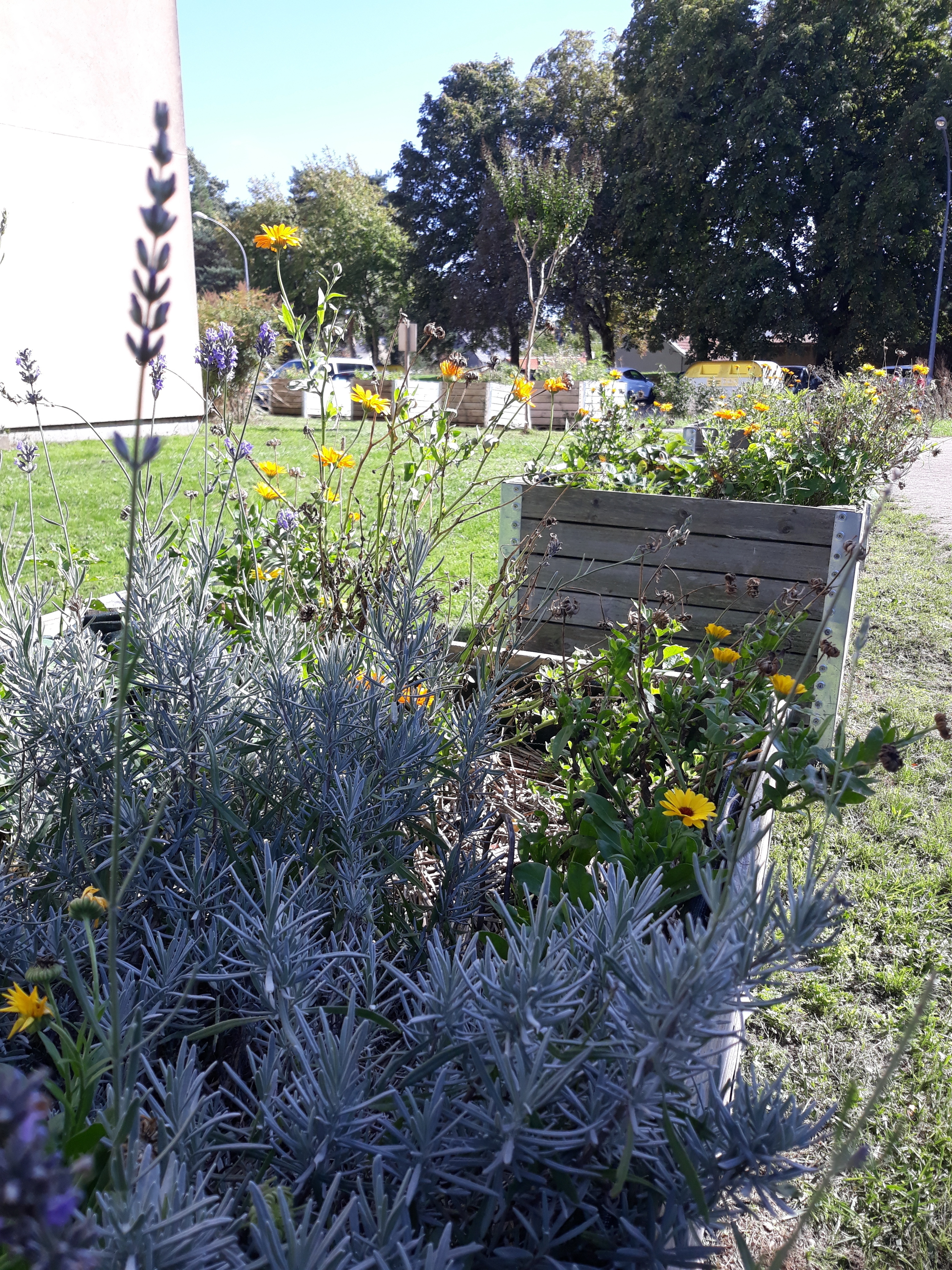Rendez-vous au jardin Chêne des anglais