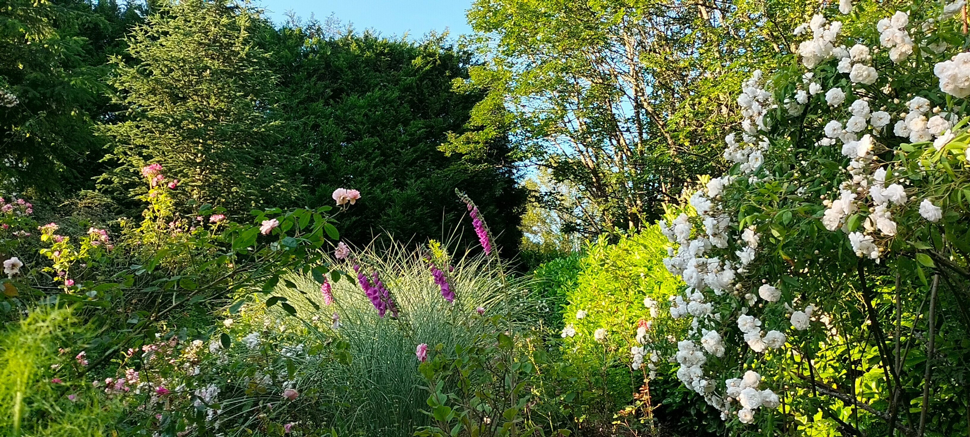 Visite libre du jardin de roses du gîte Aux gouttes de Veyrines