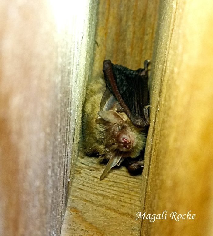 Balade naturaliste : les malheurs de la chauve-souris