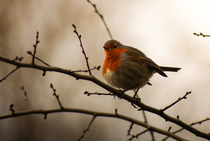 Balade naturaliste : "Demain dès l’aube"