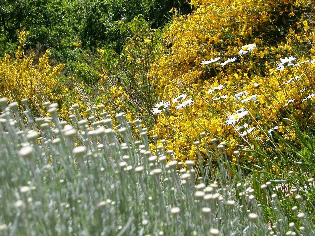 Visite découverte du jardin