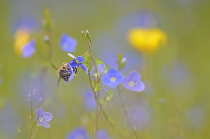 Naturalistic walk: the animal artists