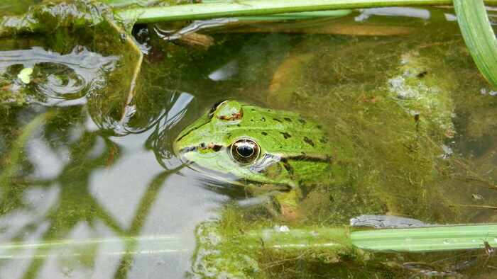 À la rencontre des amphibiens