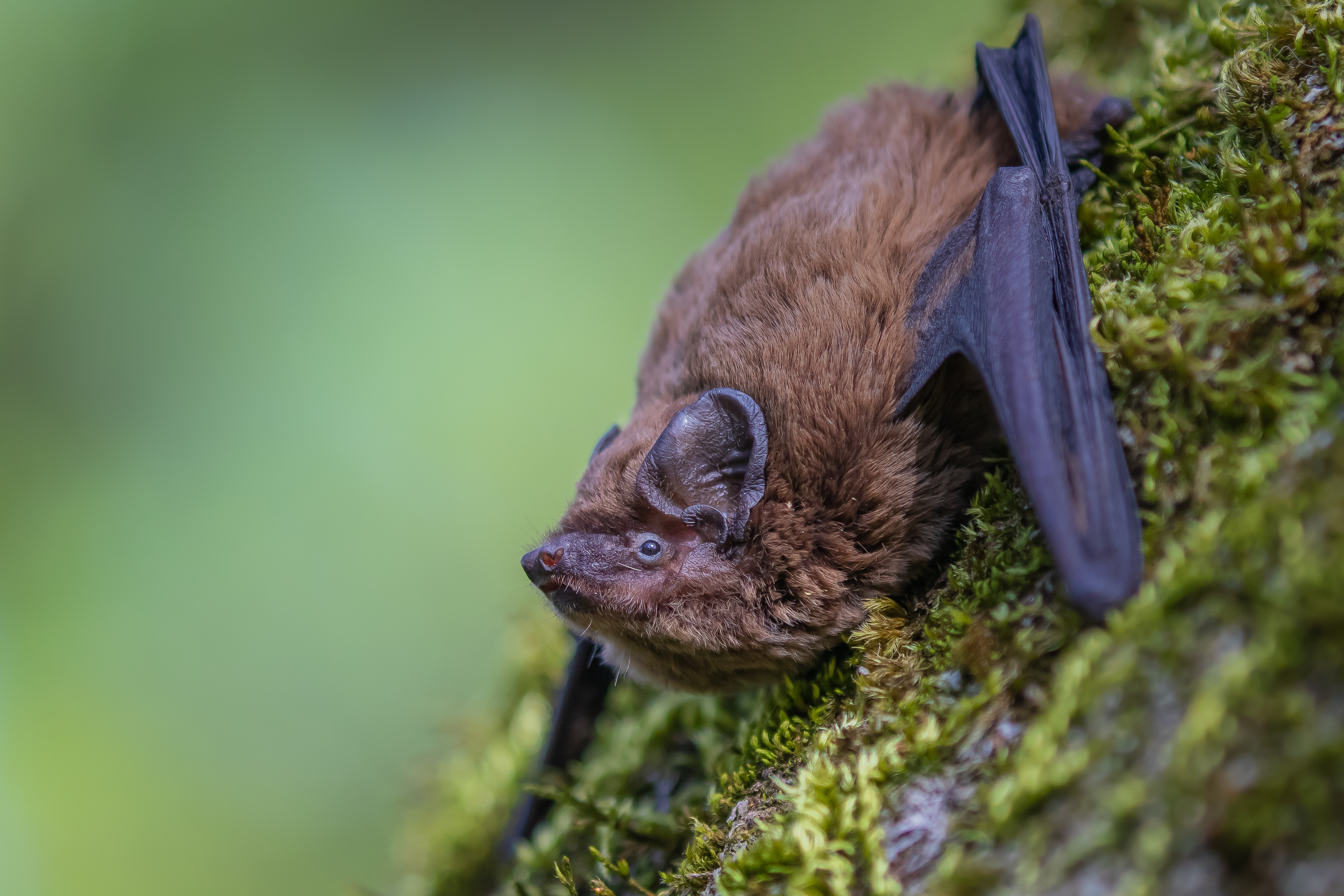 Balade naturaliste : "Echos dans la nuit"