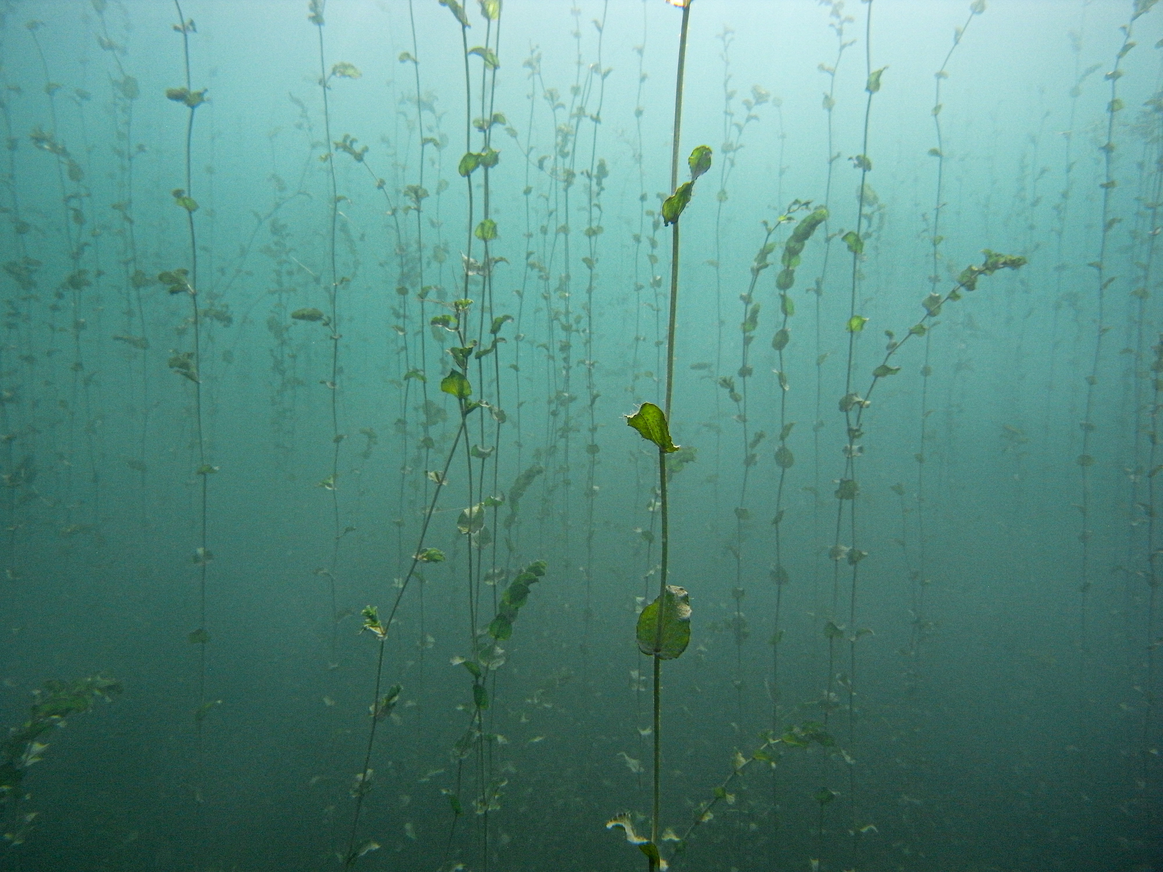 Herbiers sous-lacustres : les secrets des plantes du Léman