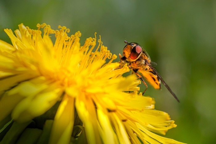 La biodiversité prés de chez vous