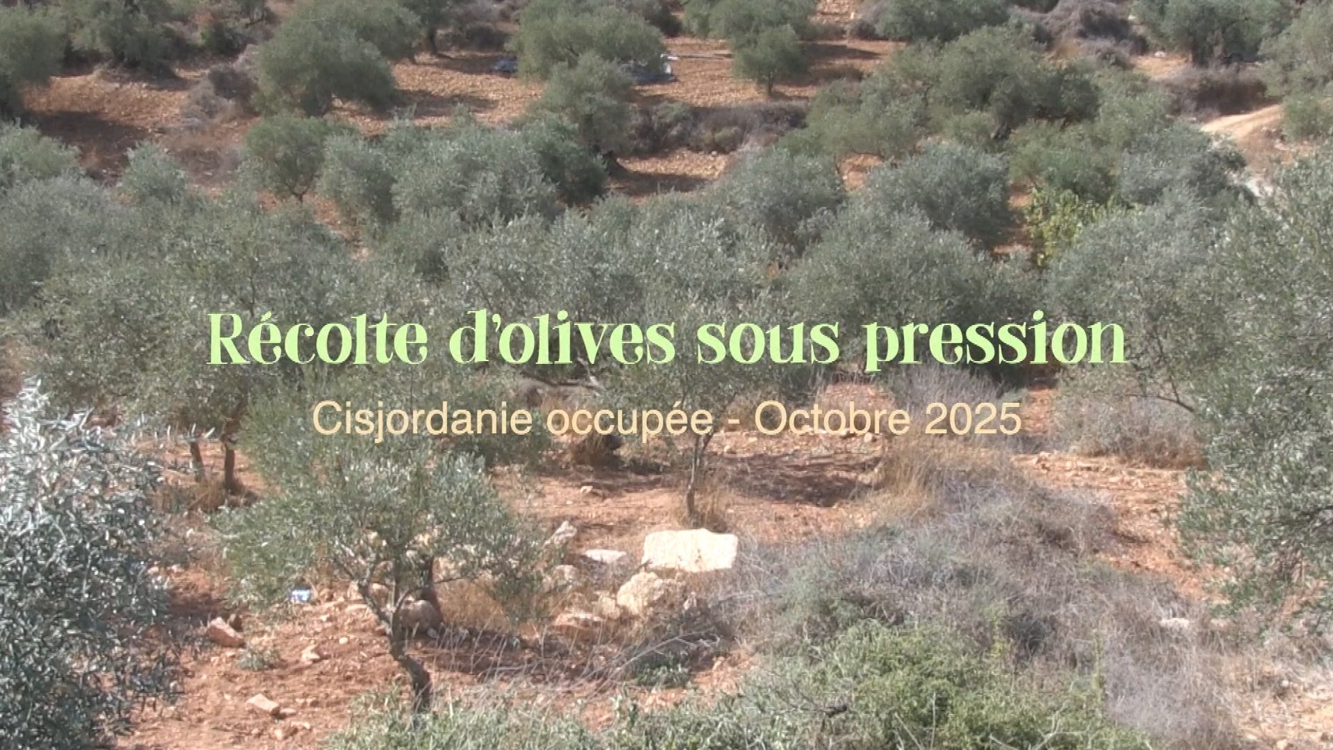 Projection du film "RÉCOLTE DES OLIVES SOUS PRESSION" d’EKITOPI