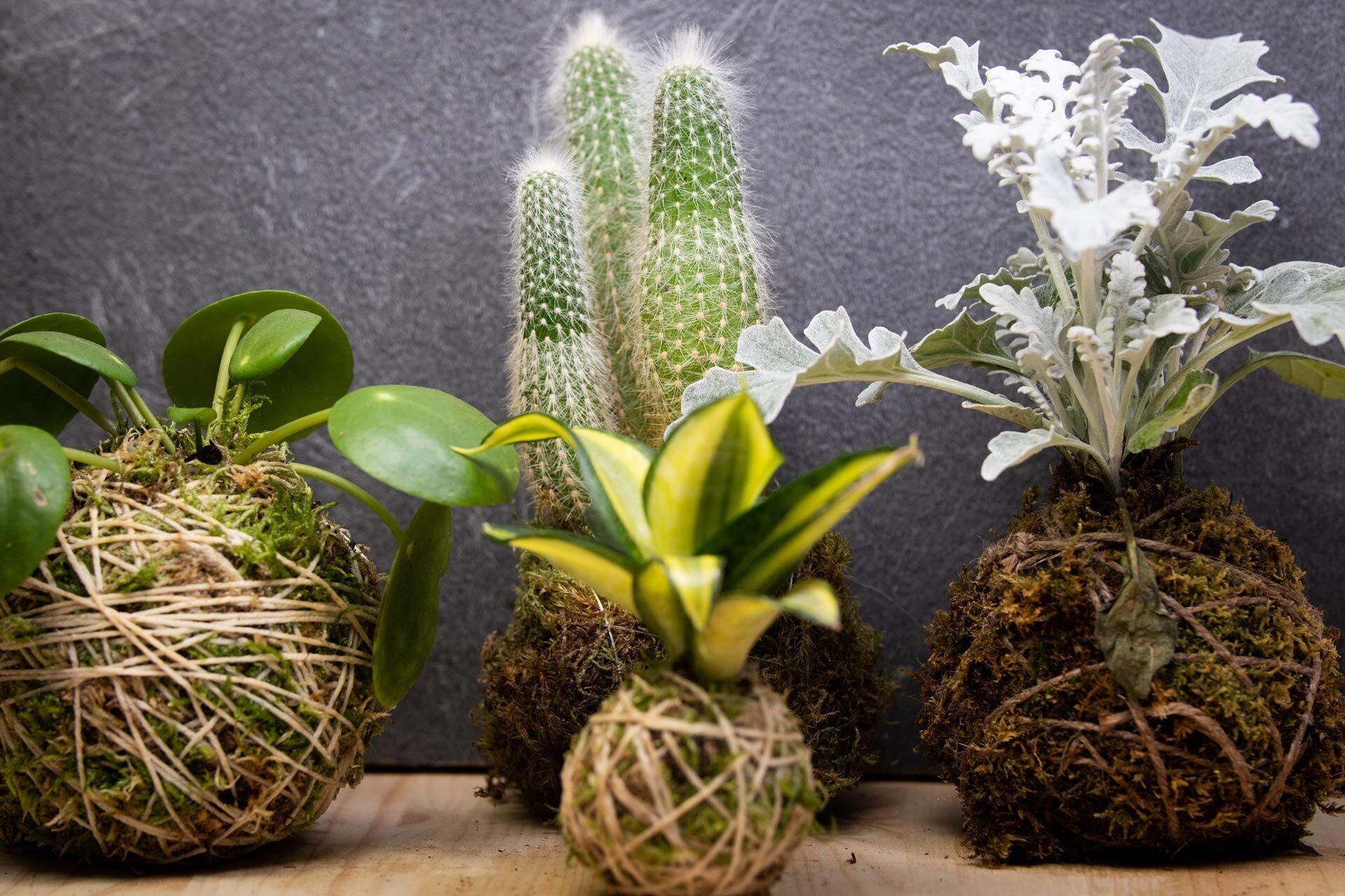 Atelier : création de Kokedama