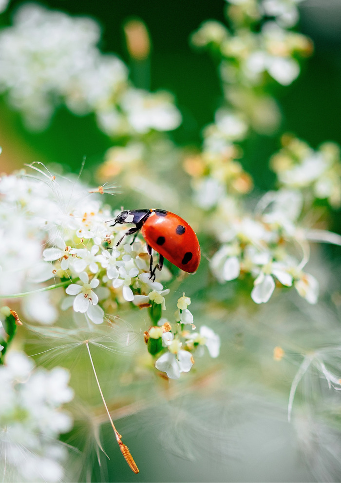 nature internship Ferme du Héron