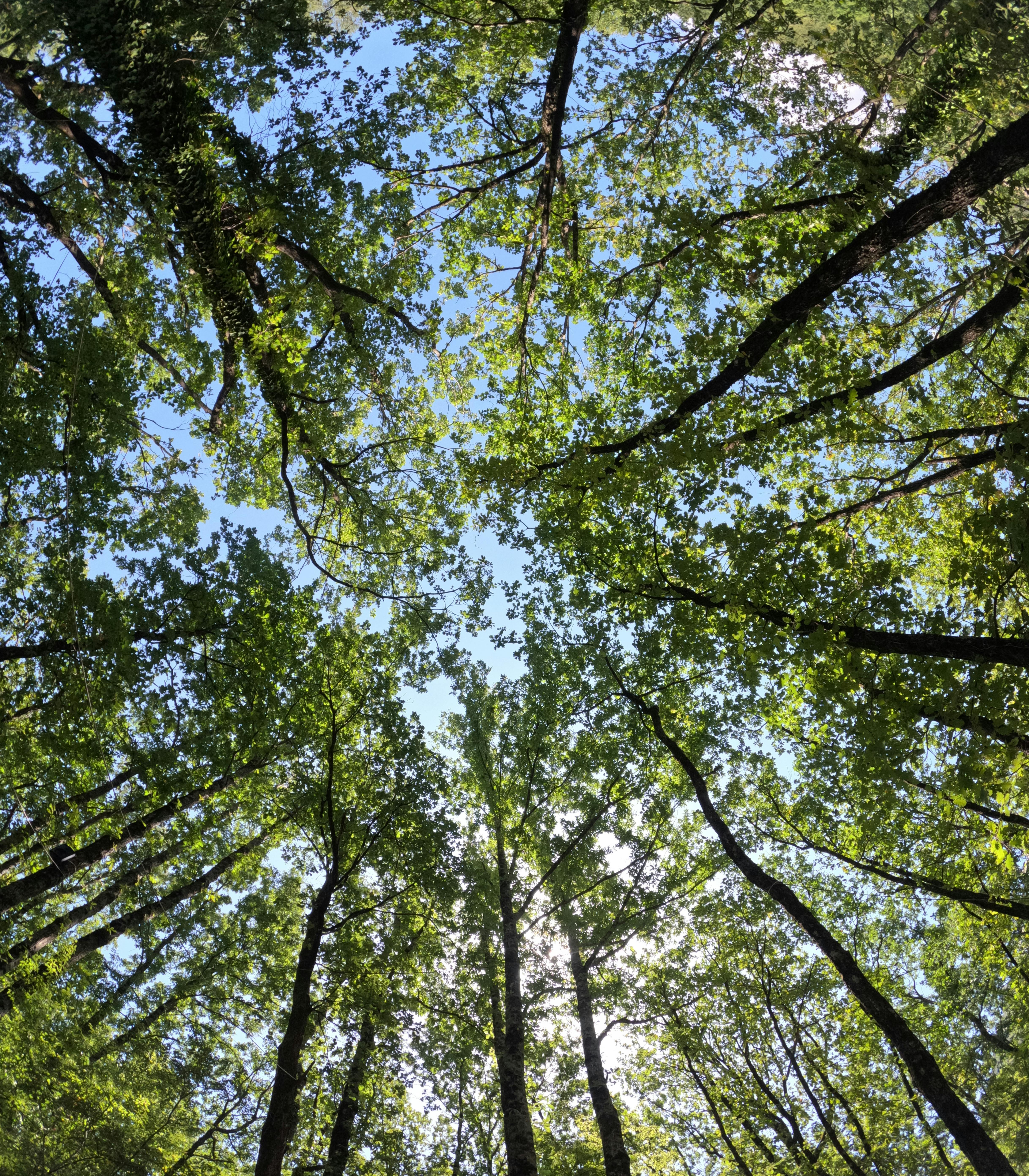 Table ronde - Et si la nature était l’un de nos meilleurs alliés santé ?