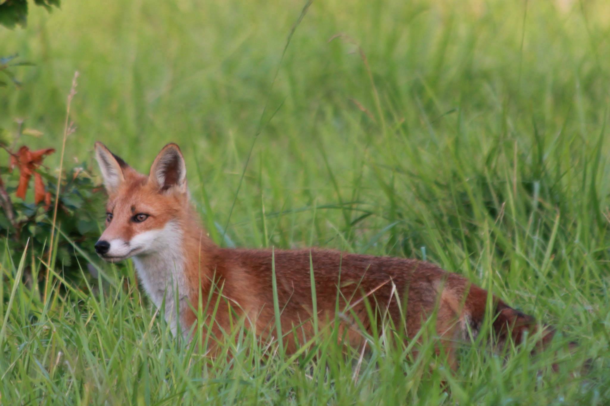 La vie crépusculaire de la Forêt Régionale des Vallières