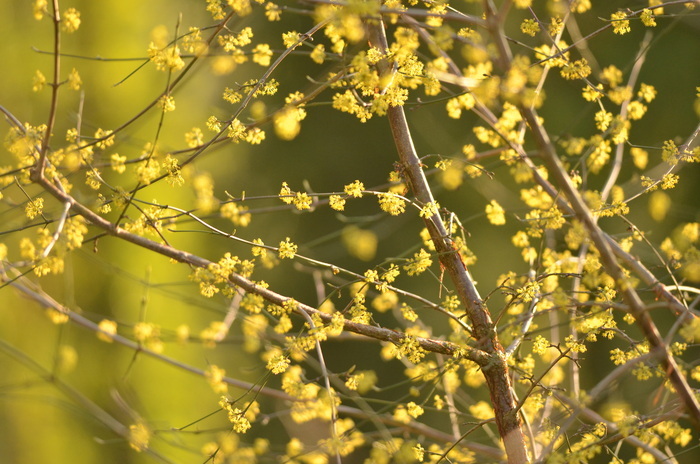 Voici des fruits, des fleurs, des feuilles et des branches