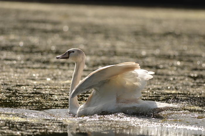 Balade naturaliste : bi 
