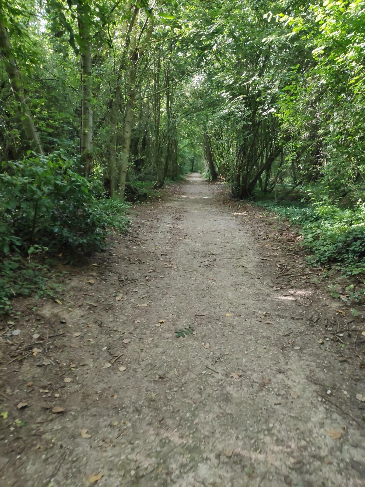 Découvrir la forêt autrement Version FALC (Facile à Lire et à Comprendre)