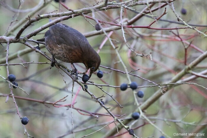 Balade naturaliste : envol vers d’autres mondes